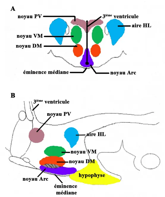 Figure 1 : Représentation schématique de l’hypothalamus et de ses noyaux. Vue  coronale (A) et sagitale (B) de l’hypothalamus du rat adulte