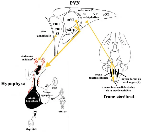 Figure 2 : Structure et projections axonales efférentes du noyau PV chez le rat. Les  neurones magnocellulaires se projettent sur la neuro-hypophyse, tandis qu’une  population de neurones parvocellulaires se projette à l’eminence médiane