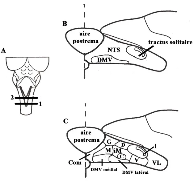 Figure 3 : Structure du complexe dorsal moteur du nerf vague (X) (DVC) chez le rat  adulte