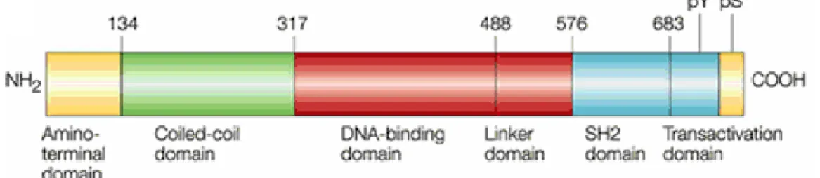 Figure 3: Structure schématique d’une molécule STAT. Ces facteurs de transcription 