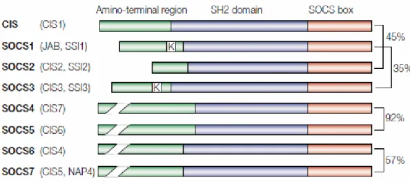 Figure 4: Structure schématique des huit membres de la famille SOCS : Chaque 