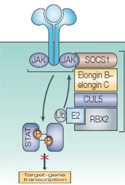 Figure 5: Représentation schématique de l’enzyme E3 ligase. Suite à l’activation de la 