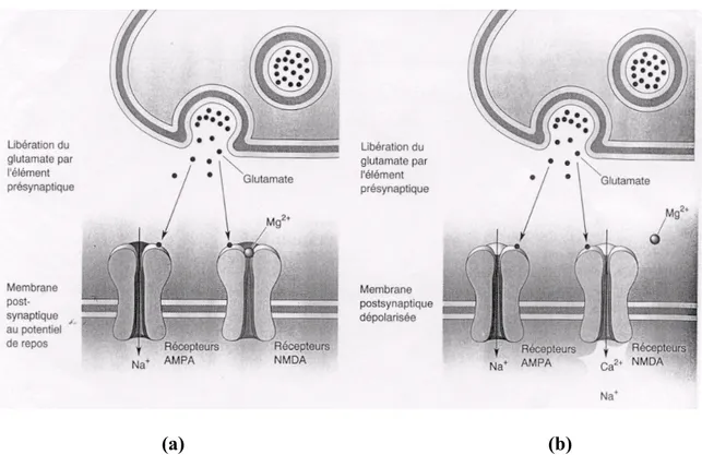 Figure 4 : Rôle des récepteurs NMDA dans la coordination de l’activité pré et  postsynaptique