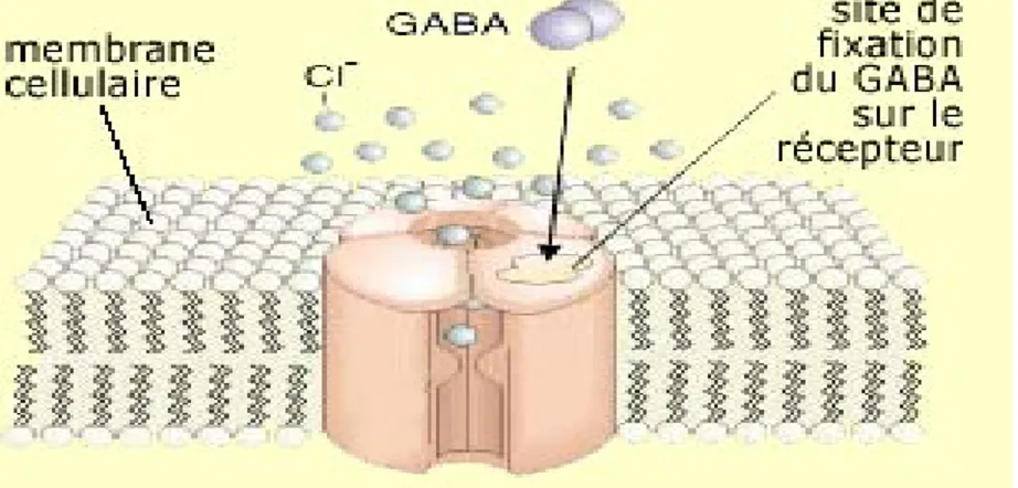 Figure 5 : Schéma du récepteur canal GABA 