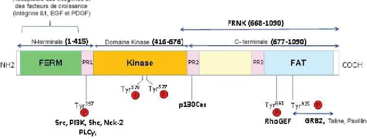 Figure 2  Structure de la protéine FAK . La protéine FAK est divisée en trois domaines, un domaine amino-
