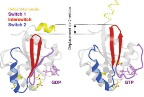 Figure 6  :  Structure tridimentionnelle des protéines ARFs. Au cours de l’échange nucléotidique, l’hélice 