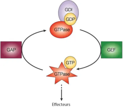 Figure 7 : Cycle d’activation/inactivation général des GTPases. Les GTPases suivent toutes le même cycle 