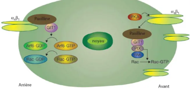 Figure 9. GIT1 et la migration cellulaire. Au cours de la migration cellulaire, l'intégrine α4β1 forme un 