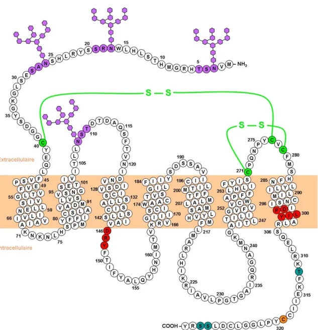 Figure 1.2. Le récepteur mélanocortine de type 4. Les séquences consensus DRY et  DPXXY sont indiquées en rouge