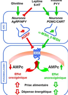 Figure 1.7. Mécanisme d’activation/inhibition du MC4R dans le cerveau. Les flèches  vertes  indiquent  une  stimulation  tandis  que  les  lignes  rouges  indiquent  une  inhibition