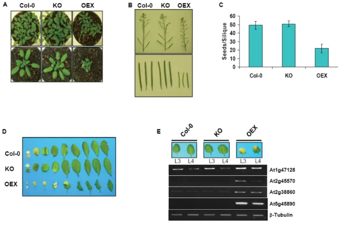 Figure 11. Phenotypic characterization of plants with altered expression of atwhy2. 