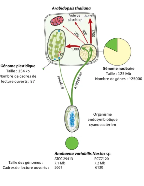 Figure 1.  Sort des gènes d’origine cyanobactérienne chez Arabidopsis thaliana et  ciblage de leurs protéines