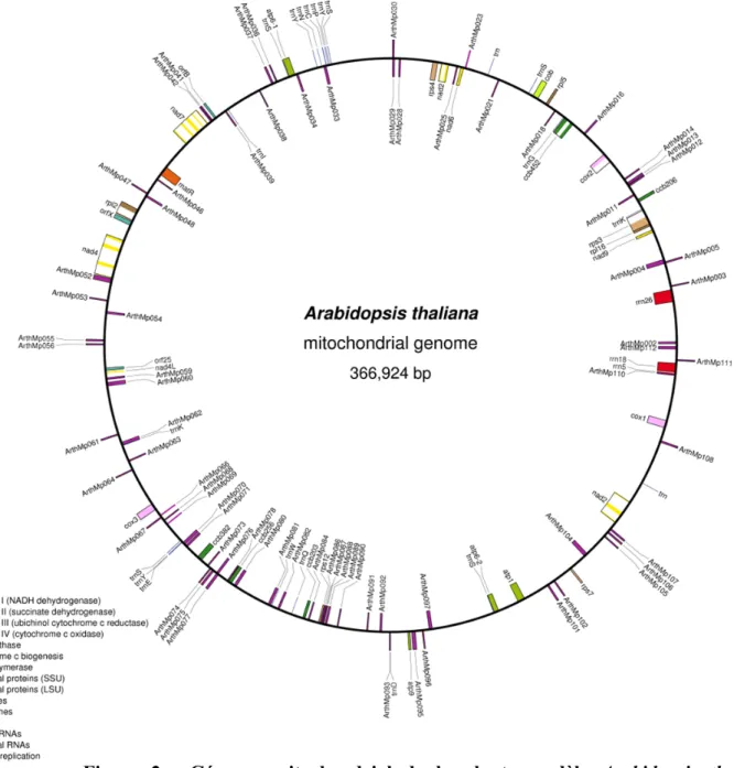 Figure 2.  Génome mitochondrial de la plante modèle Arabidopsis thaliana.  Représentation schématique du génome de la mitochondrie (2) d’Arabidopsis réalisée à  l’aide du logiciel OGDRAW (3)
