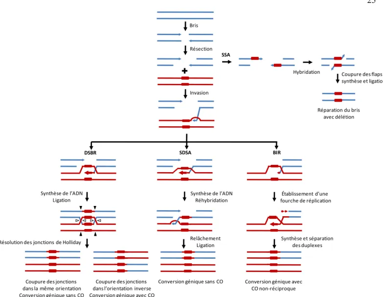 Figure 5.  Mécanismes de réparation d’un bris double-brin  par recombinaison  homologue