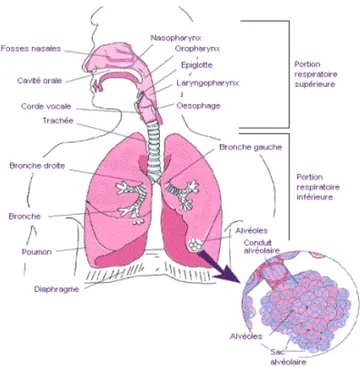 Figure 1. Anatomie du système respiratoire. L’anatomie du système respiratoire se 