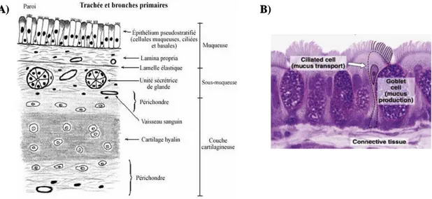 Figure 3. Histologie de la trachée. A) Coupe histologique schématisée de la paroi de la 