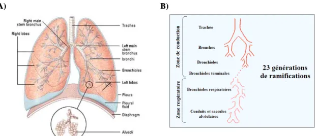 Figure 4. Ramifications de l’arbre bronchique.  A) Schéma représentant les 