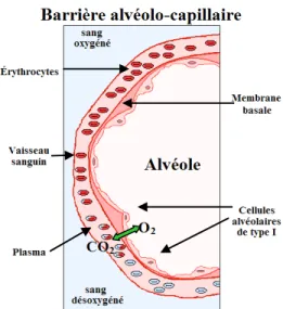 Figure 6. Schéma de la barrière alvéolo-capillaire. La barrière alvéolo-capillaire est 
