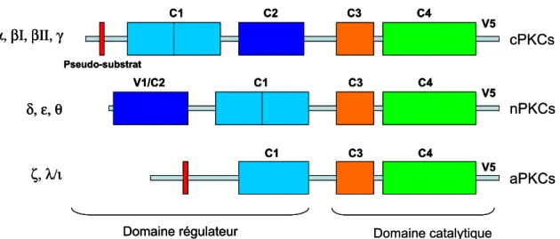 Figure 4. Structure des différentes isoformes des PKCs. Adaptée de Kheifets &amp; Mochly- Mochly-Rosen 2007
