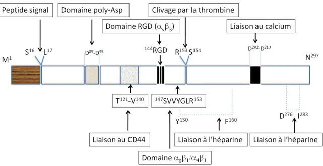 Figure 6.  Représentation schématique des différents domaines protéiques de l’OPN.  