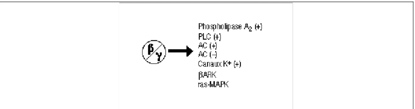Fig. 5  Dimère  β/γ. Le dimère β/γ peut activer ou inhiber l'activité de certains effecteurs comme  certaines adénylates cyclases, des canaux ioniques, ou encore la voie ras-MAP kinases