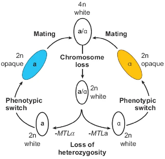 Figure 1 : Cycle parasexué de C. albicans (modifié de Noble &amp; Johnson 2007). 