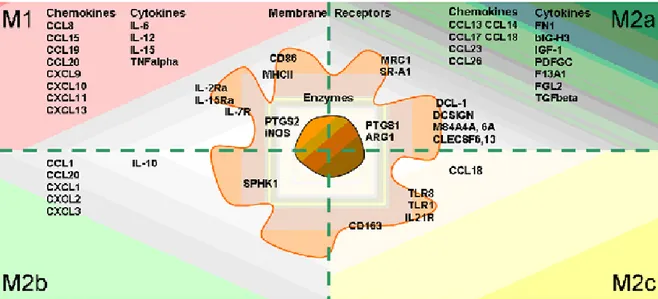 Figure 2 : Polarisation phénotypique des macrophages et expression des gènes,  cytokines, chimiokines et récepteurs de surfaces associés (tiré de Martinez &amp; al,  2008)