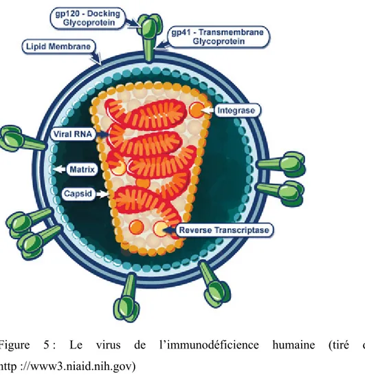 Figure 5  : Le virus de l’immunodéficience humaine (tiré de NIAID  http ://www3.niaid.nih.gov) 