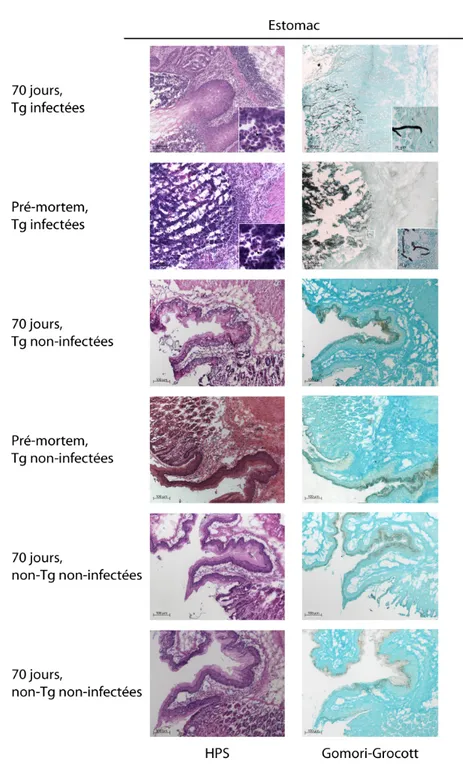 Figure 9A : Coloration de la muqueuse gastrique de souris Tg CD4C/HIV MutA  infectées 
