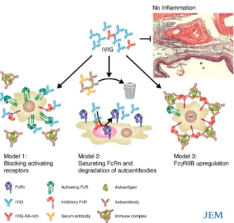 Figure 5 - Modèles de mécanismes de l’action anti-inflammatoire des IVIG. Trois modèles ont été 