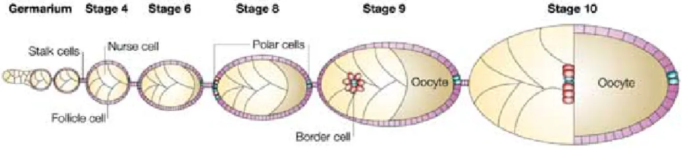 Figure 6 : Représentation schématique du développement des chambres d’œufs dans  les ovaires de la Drosophile (Montell 2003) 