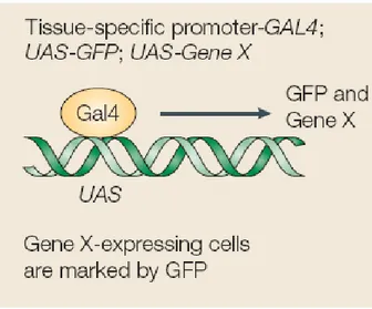 Figure 8 :  Expression ectopique de gènes par la technique Gal4/UAS (Brumby  and Richardson 2005) 