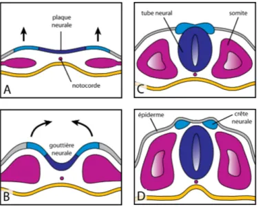 Figure  2.  Schéma  représentant  les  étapes  survenant  lors  de  la  neurulation,  vues  en  sections  transversales  d’un  embryon  vertébré