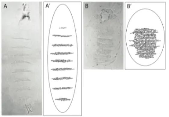 Figure  3.  Phénotype  du  mutant  hedgehog  chez  la  larve de Drosophila melanogaster