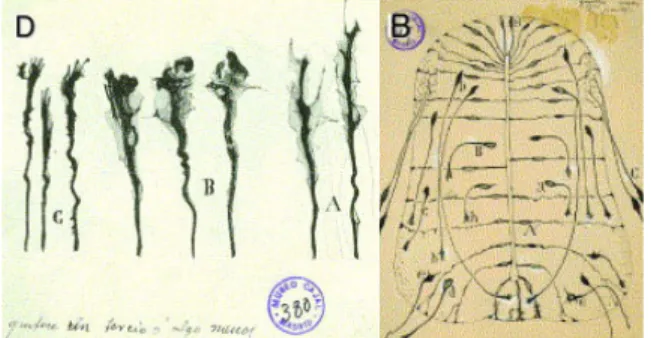 Figure 6. Les cônes de croissance, ainsi que les neurones  commissuraux  ont  été  caractérisés  par  Ramon  y  Cajal