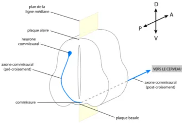 Figure  7.  Schéma  représentant  la  migration  de  l’axone  d’un  neurone  commissural  lors  de  l’embryogenèse