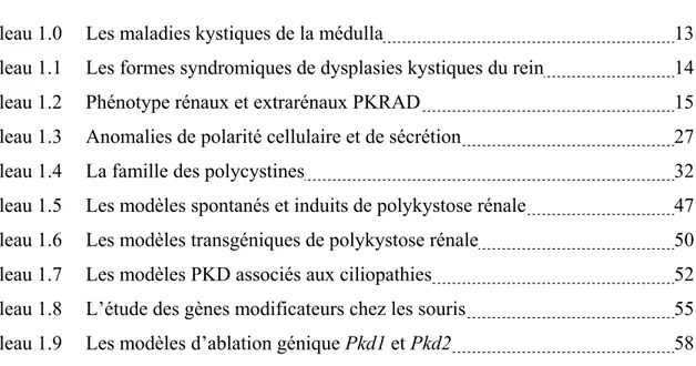 Tableau 1.0  Les maladies kystiques de la médulla  13  Tableau 1.1  Les formes syndromiques de dysplasies kystiques du rein    14  Tableau 1.2  Phénotype rénaux et extrarénaux PKRAD    15  Tableau 1.3   Anomalies de polarité cellulaire et de sécrétion  27  Tableau  1.4  La  famille  des  polycystines        32  Tableau 1.5  Les modèles spontanés et induits de polykystose rénale  47  Tableau 1.6  Les modèles transgéniques de polykystose rénale    50  Tableau 1.7  Les modèles PKD associés aux ciliopathies   52  Tableau 1.8  L’étude des gènes modificateurs chez les souris  55  Tableau 1.9  Les modèles d’ablation génique Pkd1 et Pkd2  58 