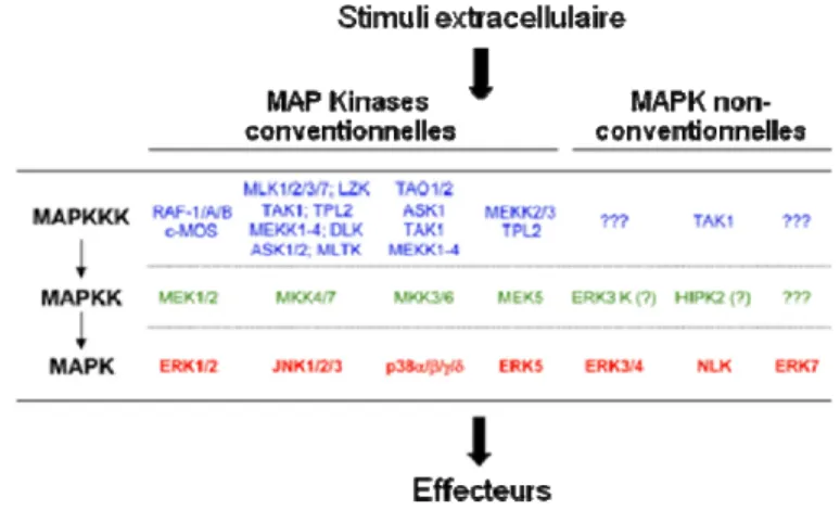 Figure 1:   Voies de signalisation des MAPK chez les mammifères.  