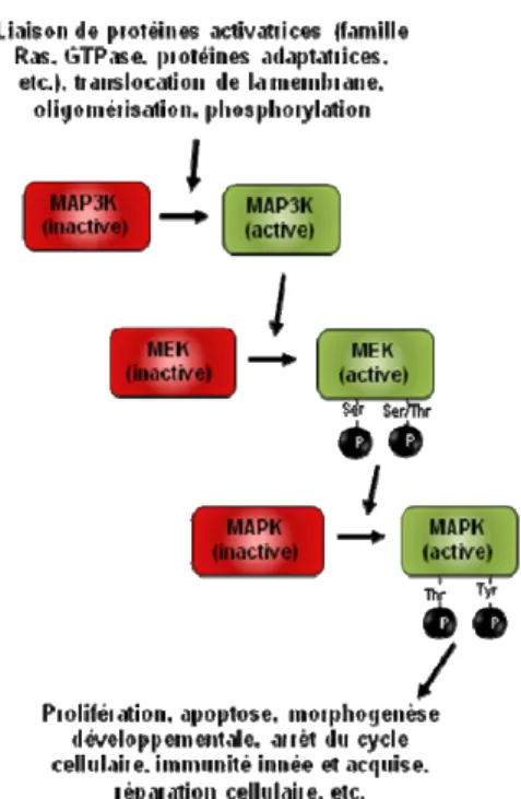 Figure 2: Cascade de signalisation générale des MAPK conventionnelles.  