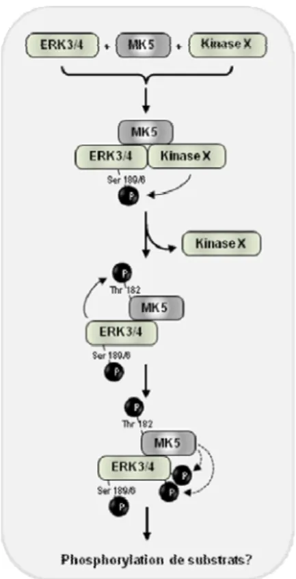 Figure 5:  Modèle de l’activation des complexes ERK3/ERK4 - MK5 