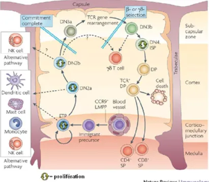 Figure 7:  Schématisation des étapes du développement intrathymique des LT 