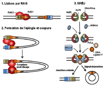 Figure 8:  Réarrangement V(D)J et NHEJ 