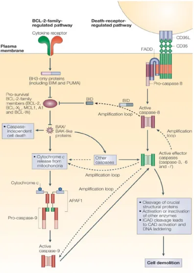 Figure 10:   Voies d’apoptose intrinsèques vs extrinsèques  