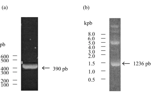 Figure 6. Migration sur gel d’agarose du fragment d’ADN topo-C seul et dans le  vecteur pIVEX2.4b/Nde 