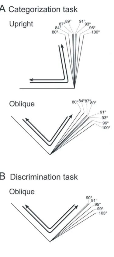 Fig. 4 Conditions for experiment 1. A. Categorization task. Upright angles were  explored with a two--pass or one-pass strategy (top)