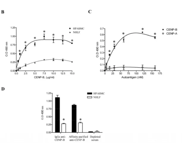 Figure 1. Specific binding of CENP-B to human pulmonary artery smooth muscle cells  (SMCs)