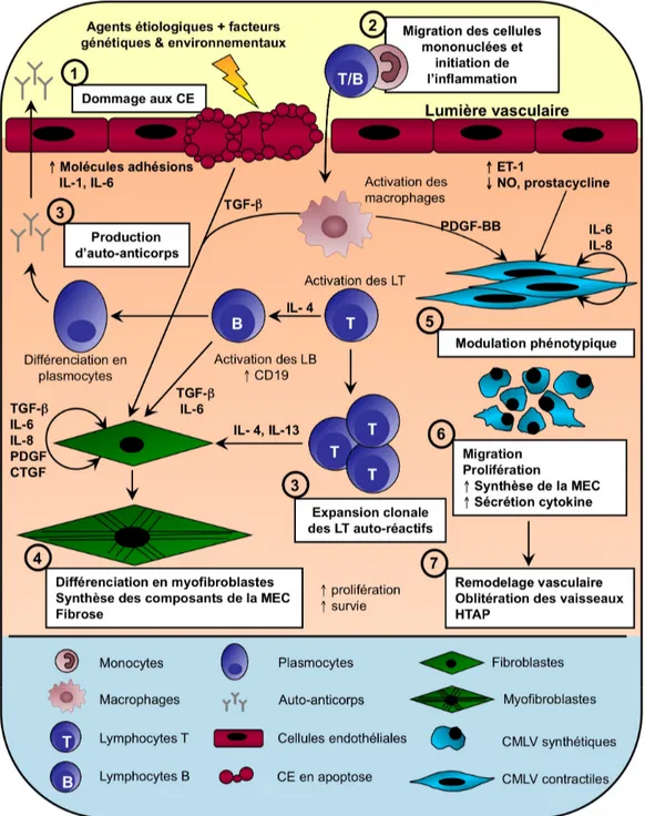 Figure 3. Modèle de la pathogénèse de la ScS. Interactions entre les CE, les cellules  mononuclées, les fibroblastes et les CMLV, aboutissant à la fibrose et à l’HTAP