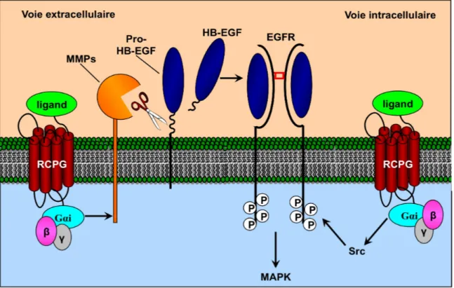 Figure 5. Mécanismes de transactivation du récepteur de l’EGF via les RCPG, par la voie  extracellulaire impliquant l’activation des MMPs et la libération d’HB-EGF ou par la voie  intracellulaire faisant intervenir différents médiateurs tels que Src