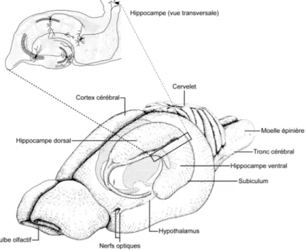 Figure 2 : L’organisation anatomique de l’hippocampe chez le rongeur 