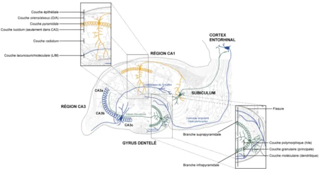 Figure 3 : L’organisation cellulaire du gyrus dentelé et de la corne d’Ammon 